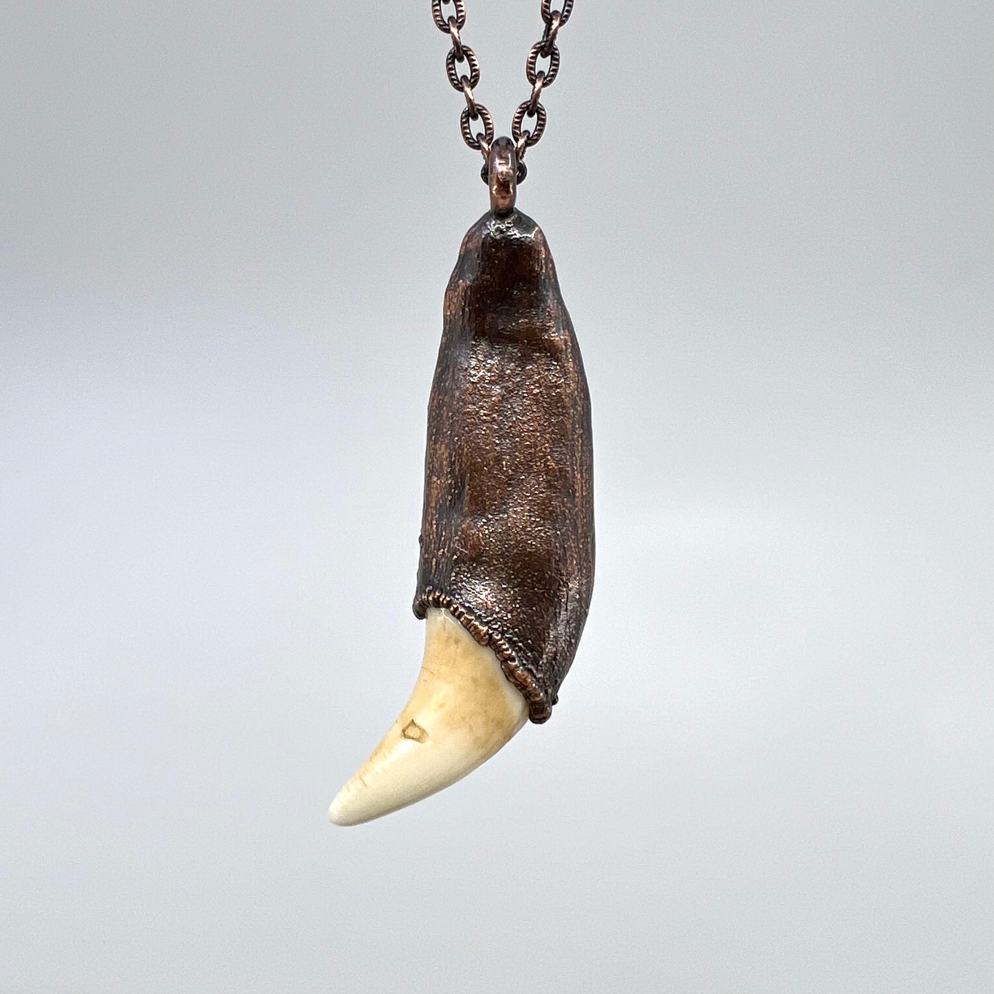 Black Bear Tooth with Turquoise Accent - Copper Electroformed Necklace